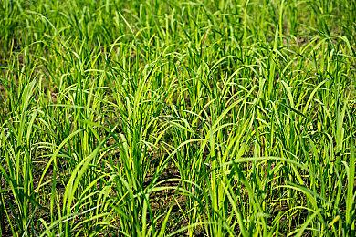 《塞伯利亚之谜：之前的世界》现已发售 支持简体中文