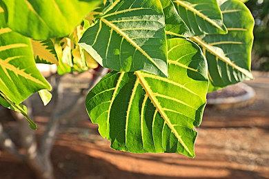 占卜模拟器？《占卜师》Steam发售 获得玩家特别好评